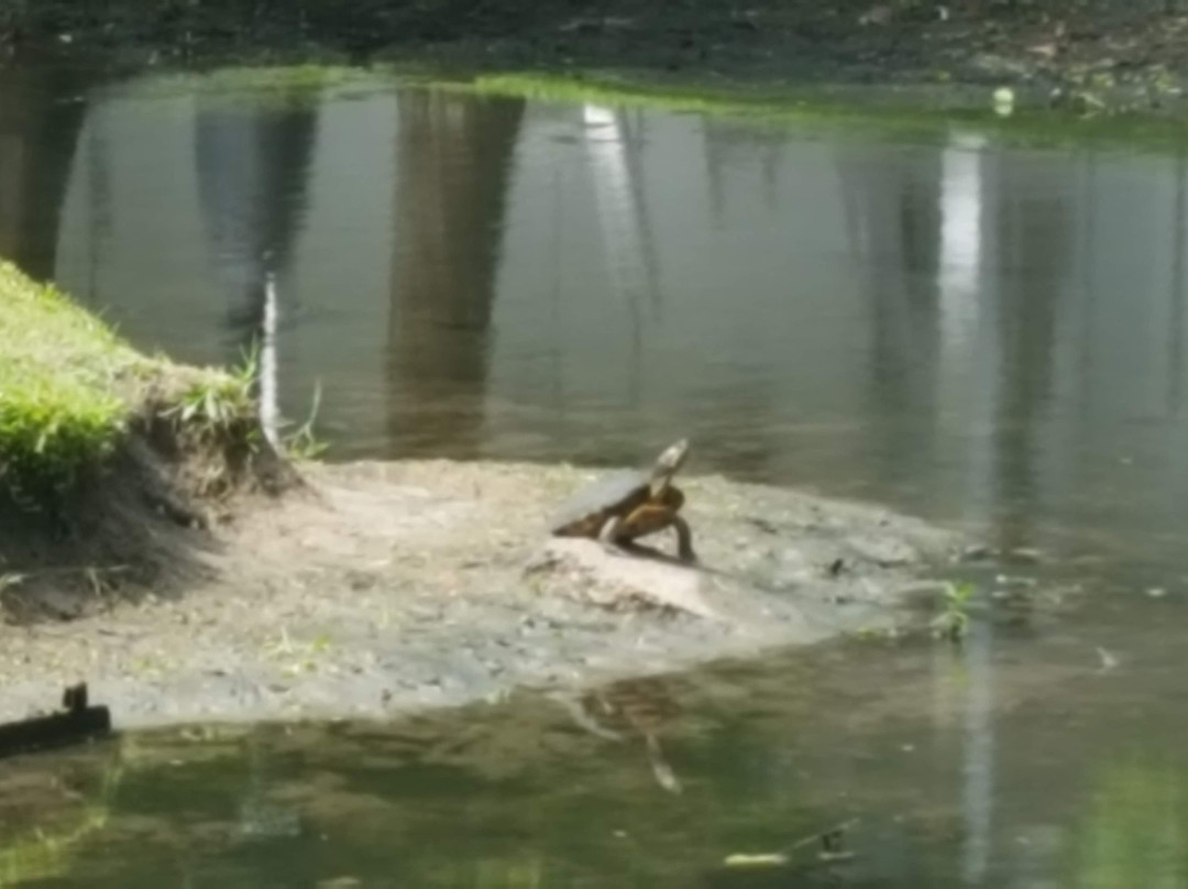 Nottoway Resort主图