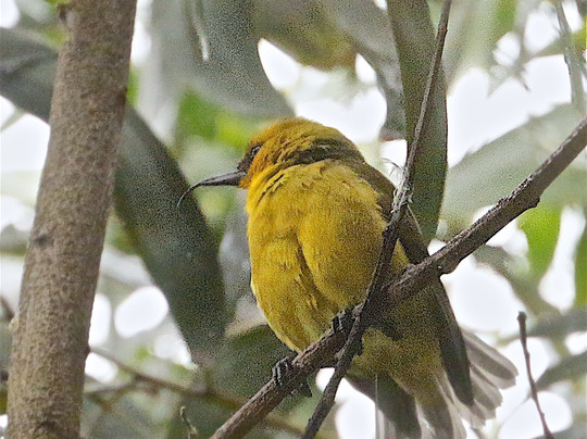 Kona Adventure Tours-凯鲁瓦-柯纳必去景点