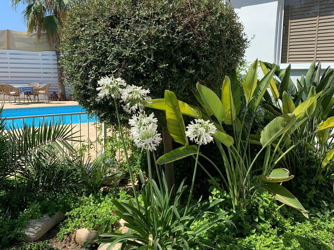 Villa Elia Bed and Breakfast主图