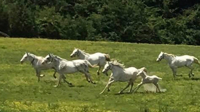 Rarest Thoroughbreds in the World Tour-列克星敦必去景点