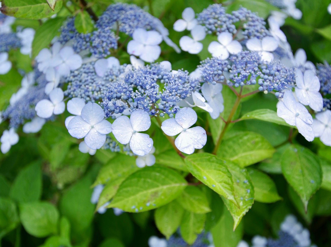 Kurobanejoshi Park-太田原市必去景点