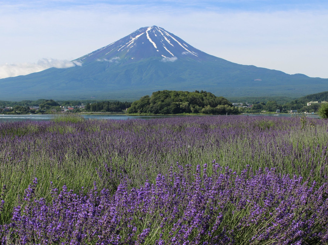 Kawaguchiko Natural Loving Centre景点图片