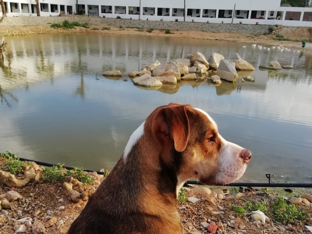 中農場帕爾賓館 Zhōng nóngchǎng pà ěr bīnguǎn主图