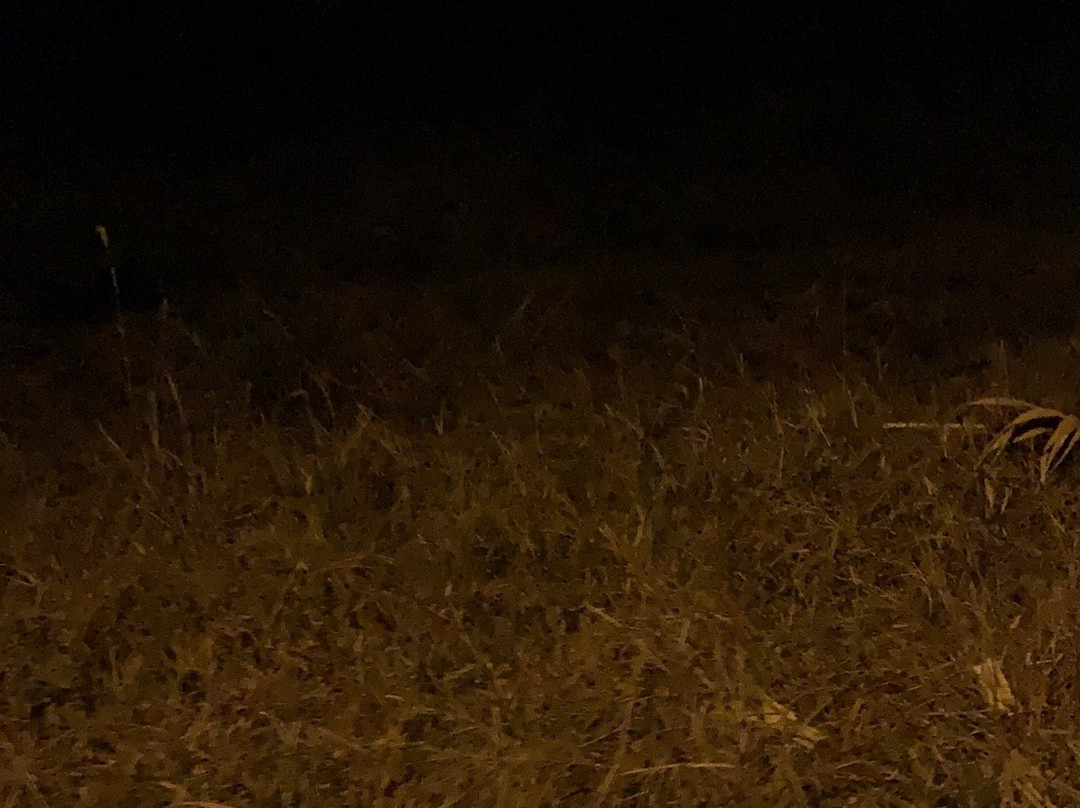 The Belgian Executive主图