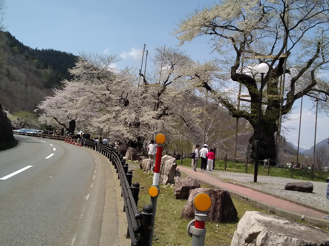 Shokawa-Zakura-高山市必去景点