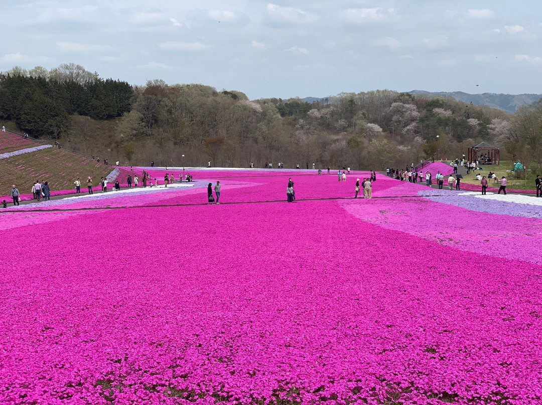 Ichikaimachi Shibazakura Park-市贝町必去景点