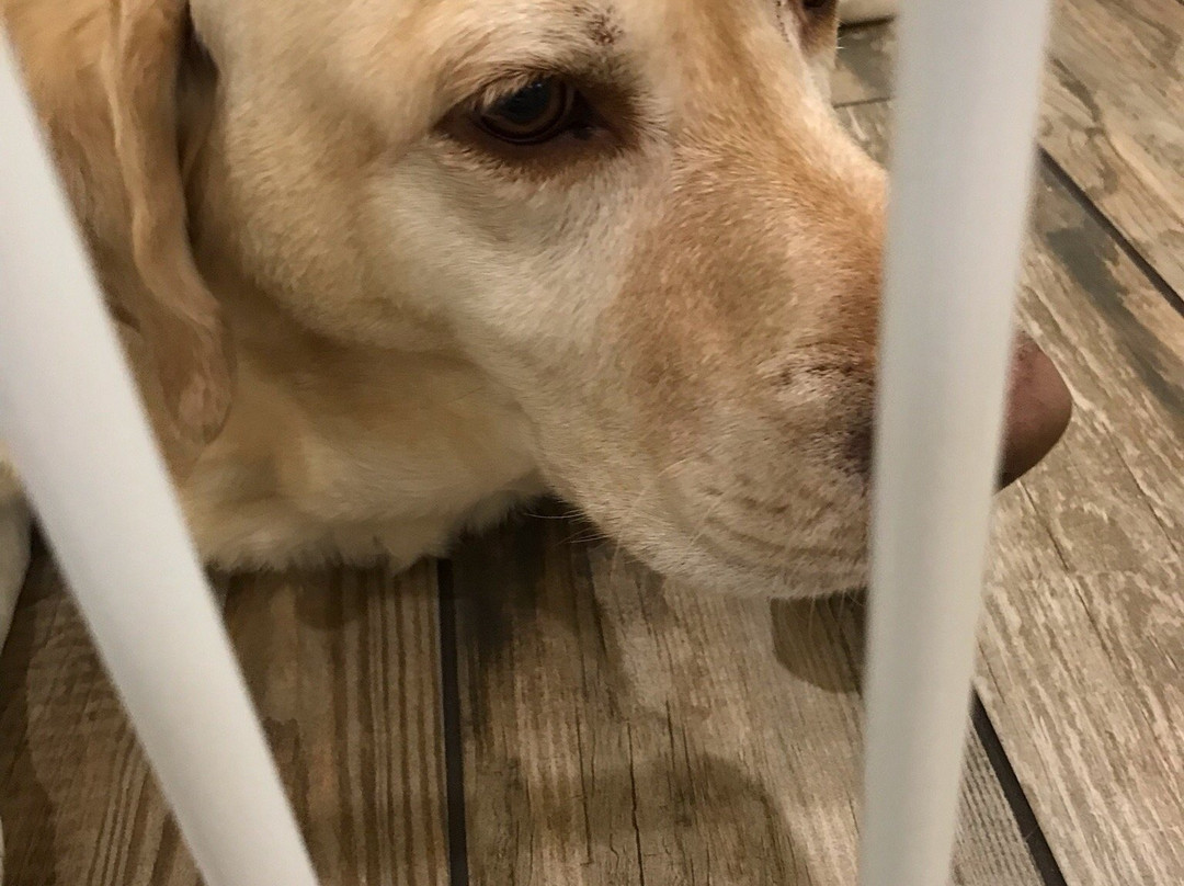 Golden Isles Welcome Center-圣西蒙斯岛必去景点