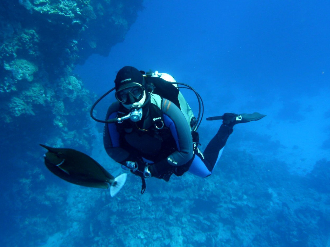 Free Willy Diving-沙姆沙伊赫必去景点