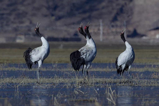 Aurora Hospitality-香格里拉县必去景点