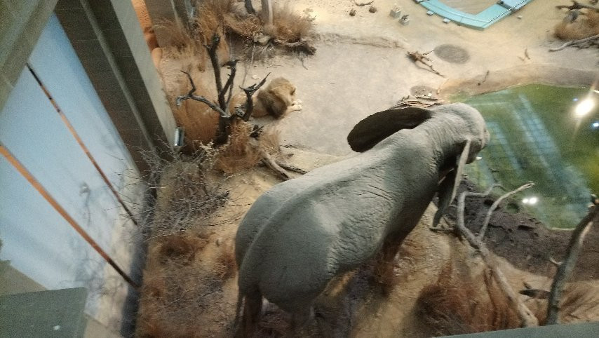 Zoologisches Museum Konig景点图片