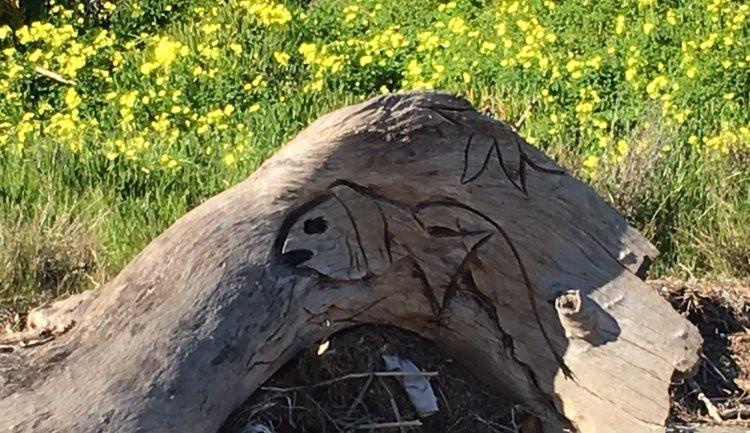 San Bruno Point Park-圣布鲁诺必去景点
