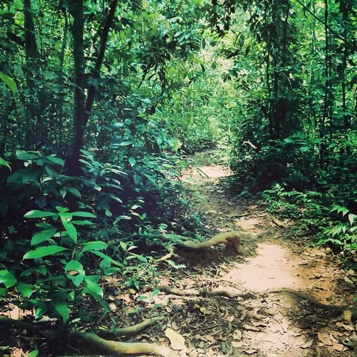 Iringole Forest Temple景点图片