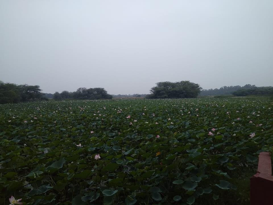 Nawabganj Bird Sanctuary-Unnao必去景点