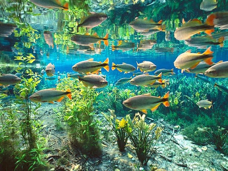 Aquario Natural景点图片