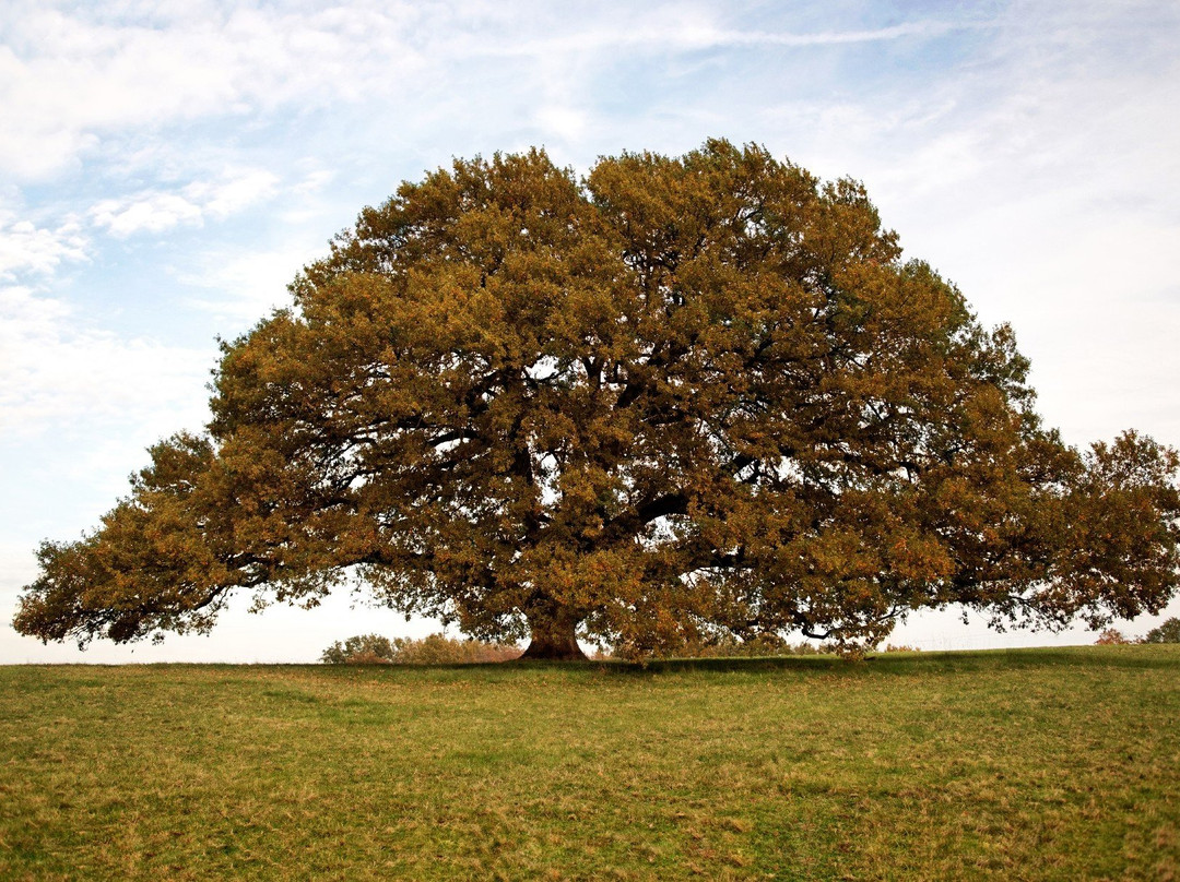 Arbre Chene Tombeboeuf景点图片