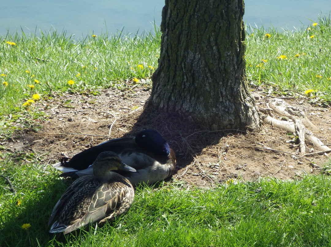 Heritage Park-坎顿必去景点