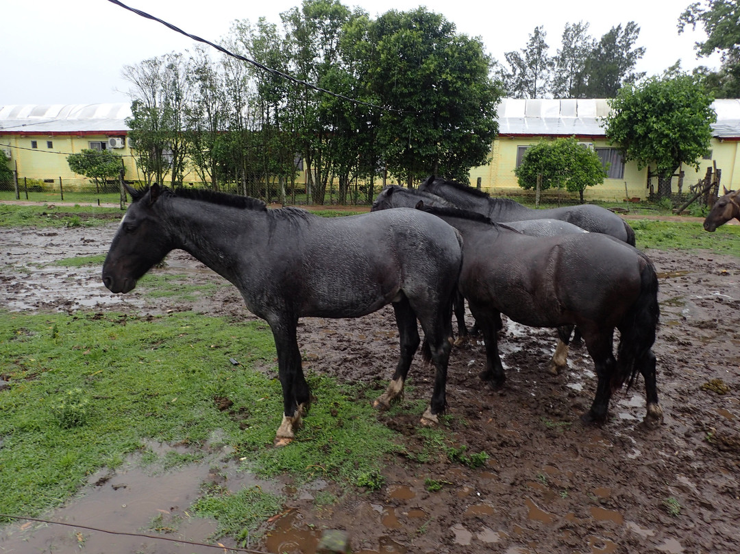 Touristic Argentinian Ranch Don Silvano景点图片