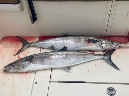 Hawgwild Fishing Charters-迈尔斯堡海滩必去景点