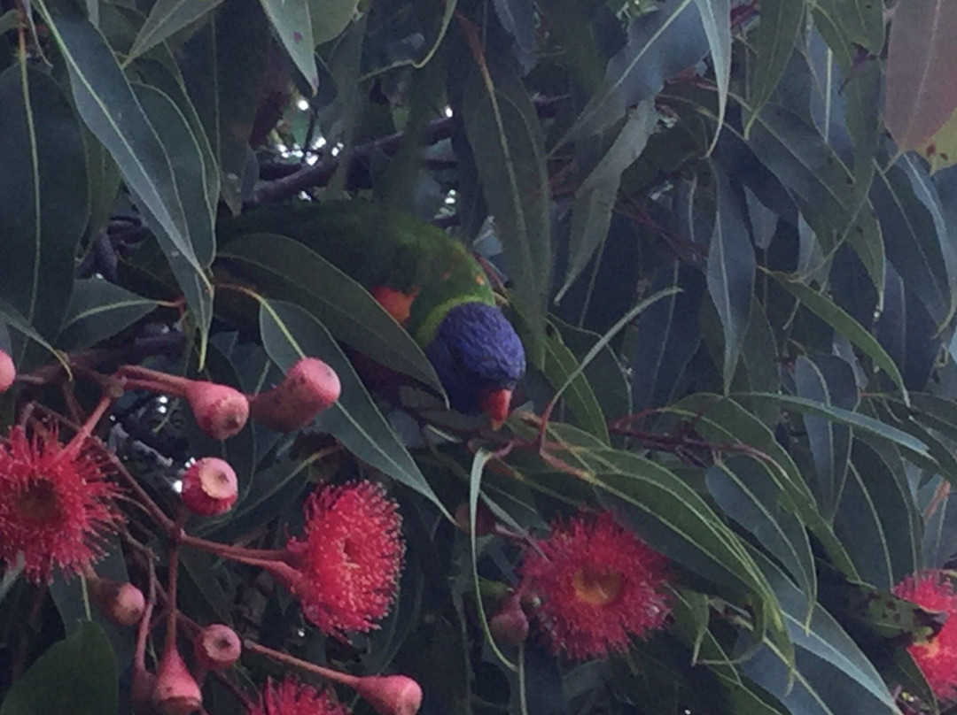 Alstonville Settlers Motel主图