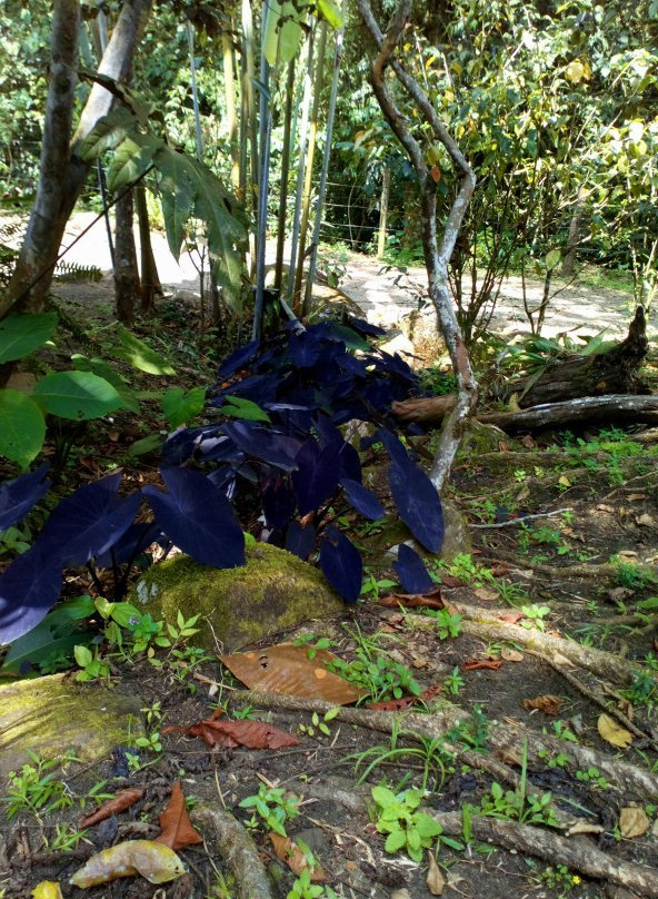 El Topacio-卡利必去景点