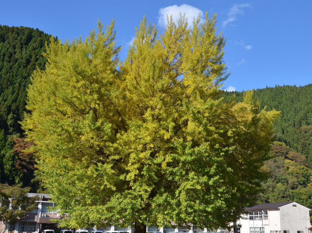 Former Hinoue Primary School Large Ginkgo Tree
