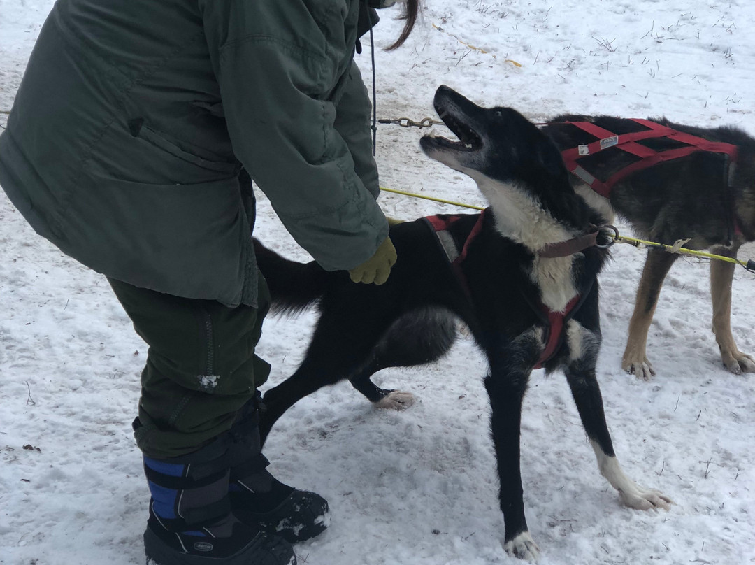 Frisky Pups Bed & Breakfast and Sled Dog Tours-费尔班克斯必去景点