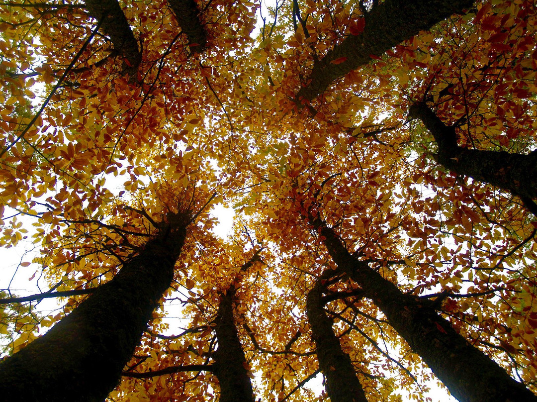 Aula de Naturaleza Graellsia景点图片