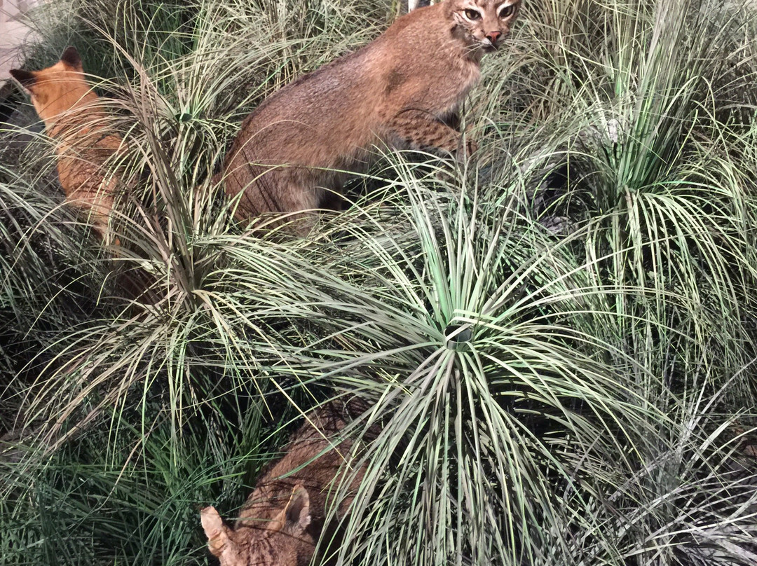 Outer Banks Center For Wildlife Education-卡罗拉必去景点