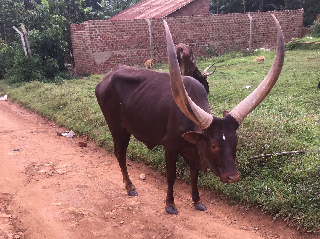 Kori Safaris-坎帕拉必去景点