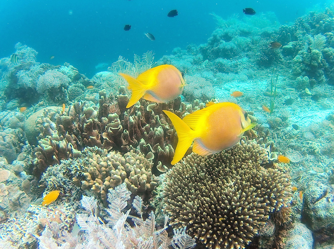 Coral Sea Dive Cebu-拉普拉普必去景点