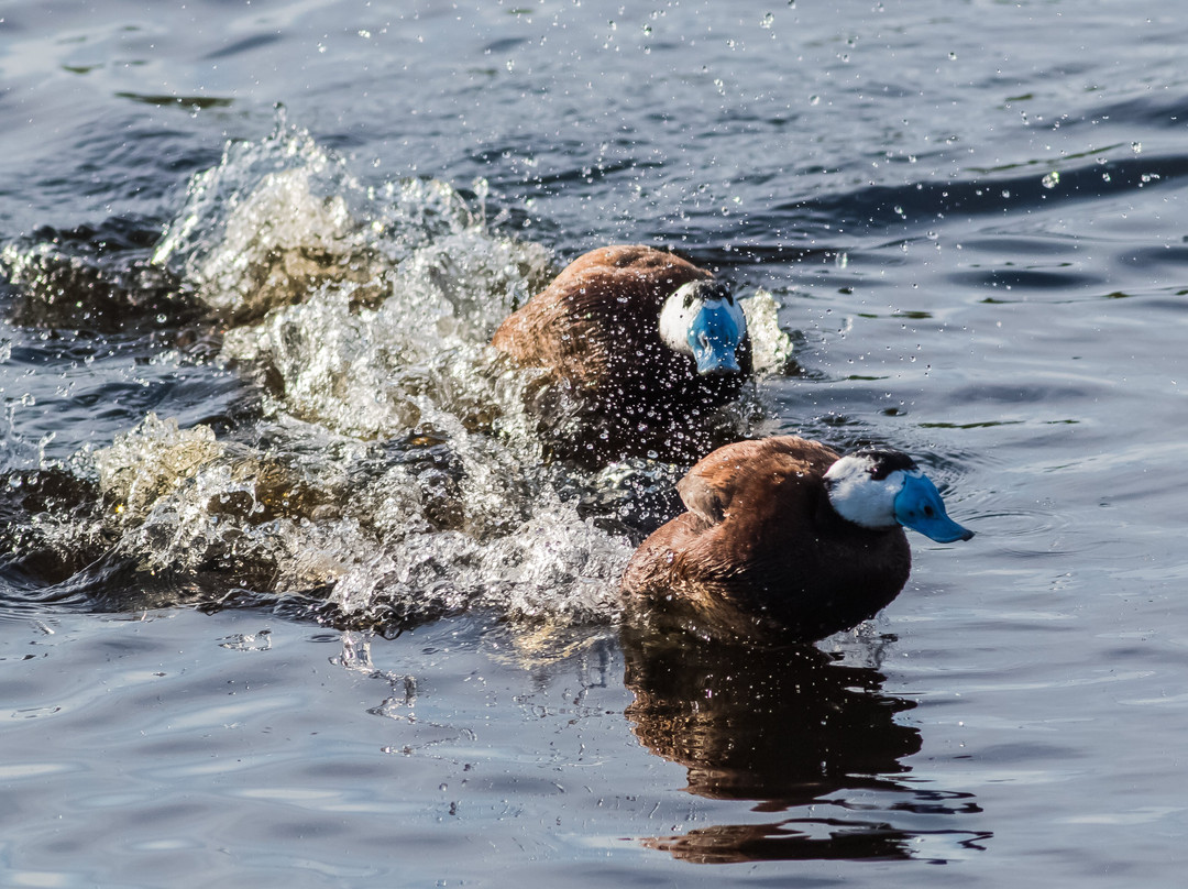 Cadiz Birding-塔里法必去景点
