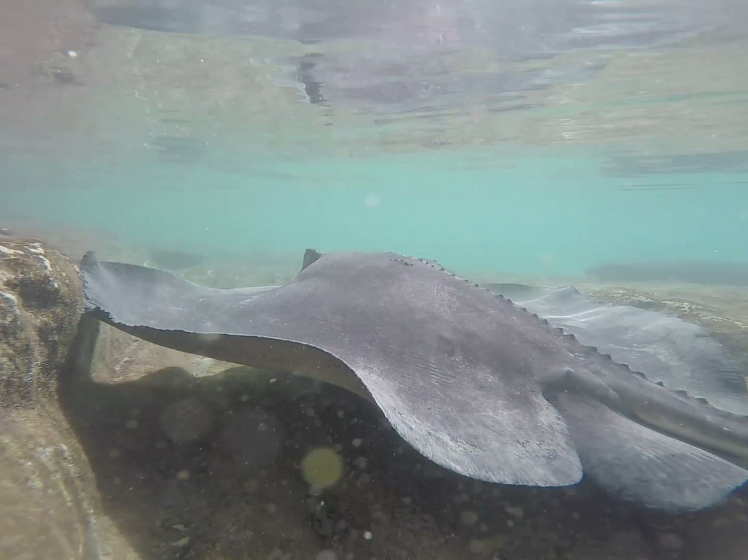 Staniel Cay Yacht Club主图