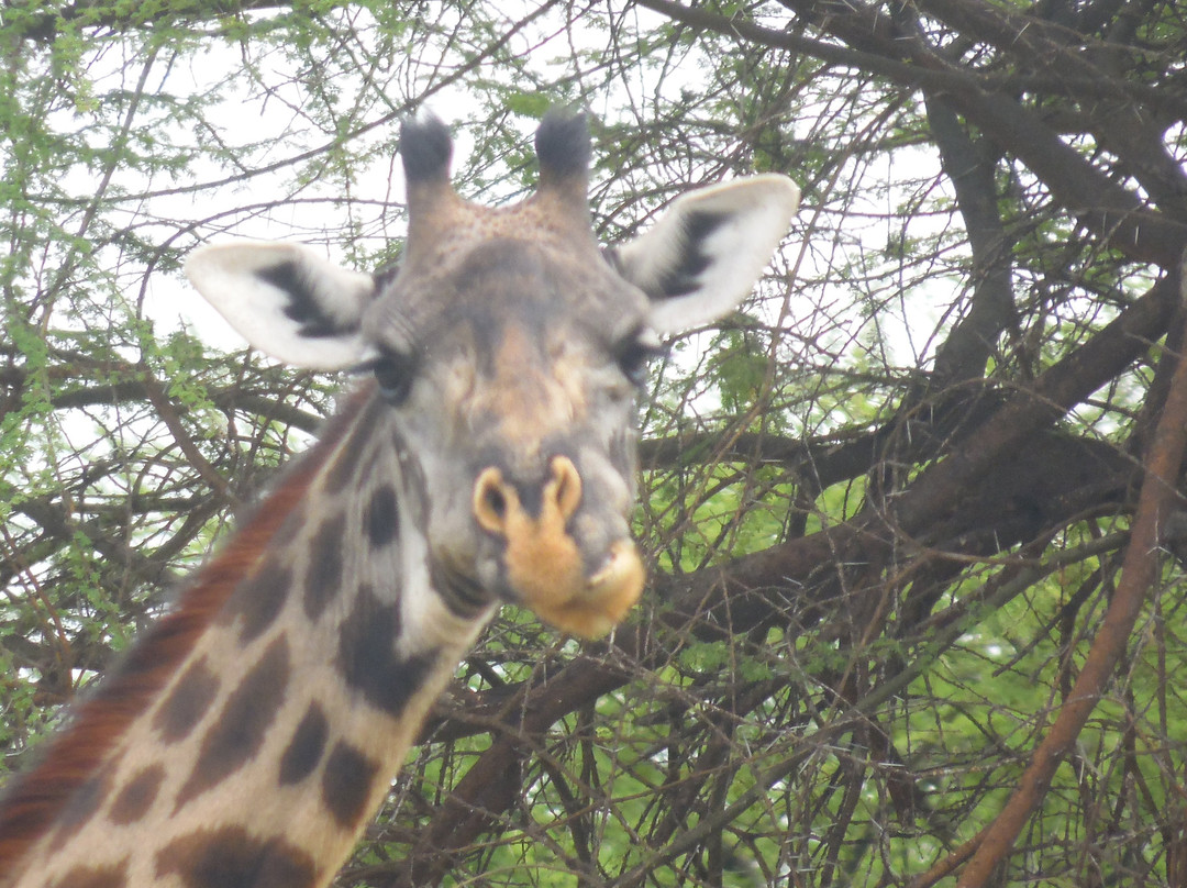 Paragon Safaris Club-阿鲁沙必去景点