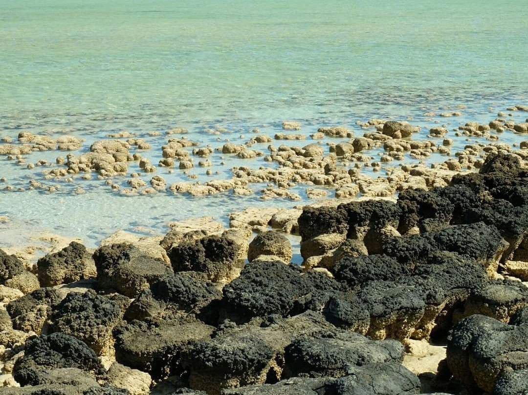 Stromatolites of Shark Bay