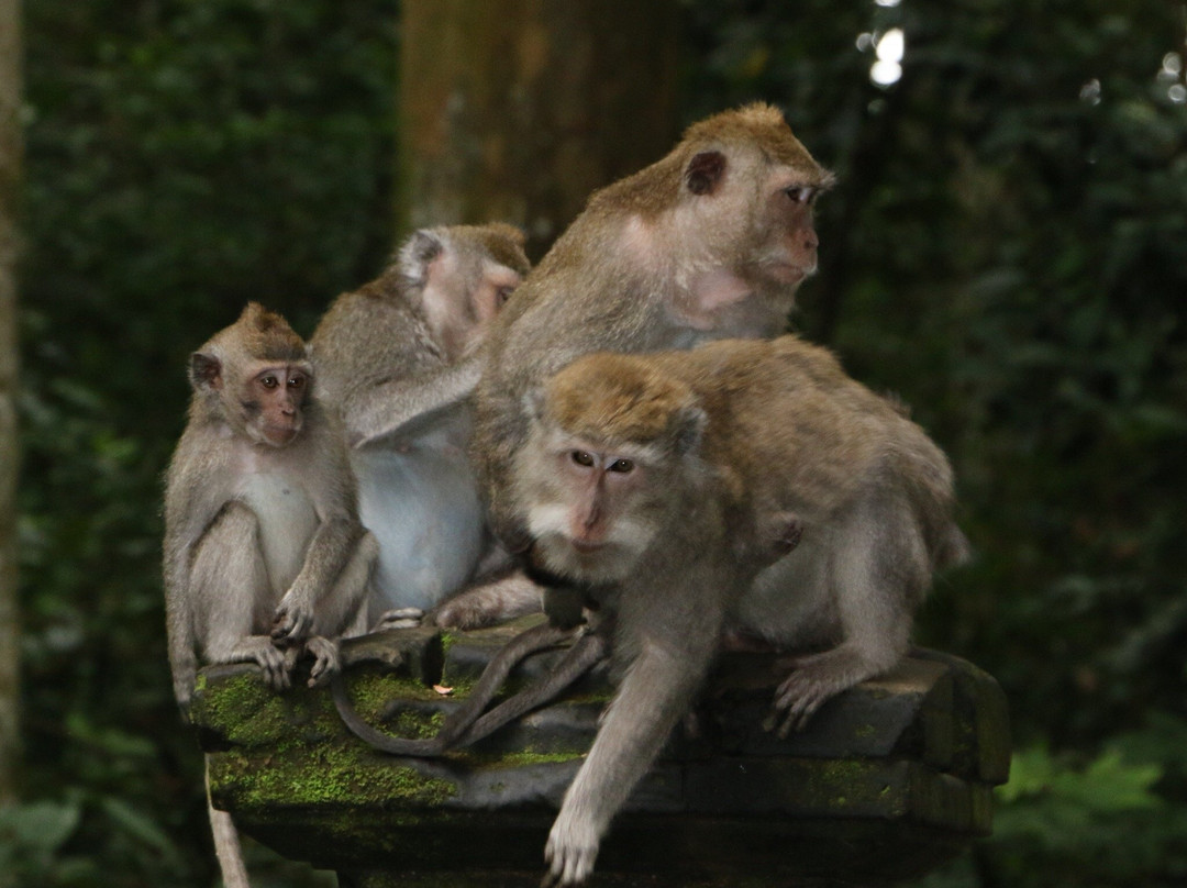Pura Bukit Sari-阿比安塞马尔必去景点