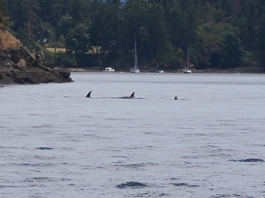 Old Trout Bed and Breakfast主图