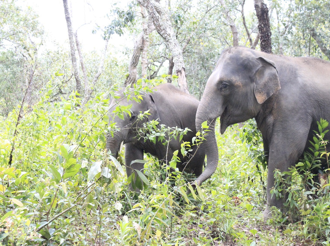 Elephant Pride Sanctuary-清迈必去景点