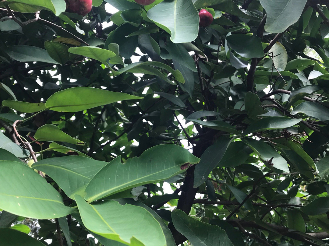 Thapong Fruit Market-罗勇必去景点
