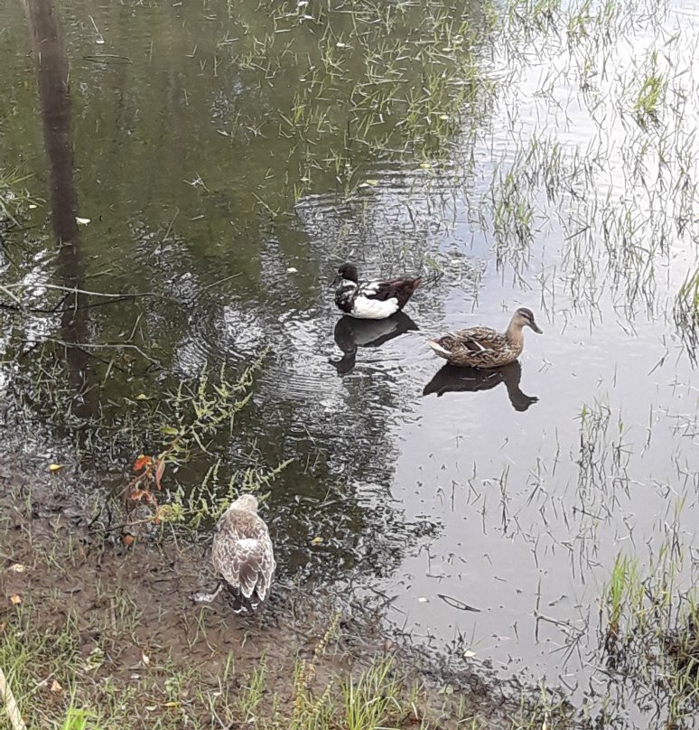 Parc dels Estanys景点图片