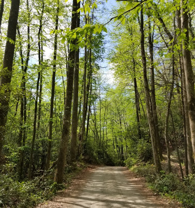 Cove Creek Falls景点图片