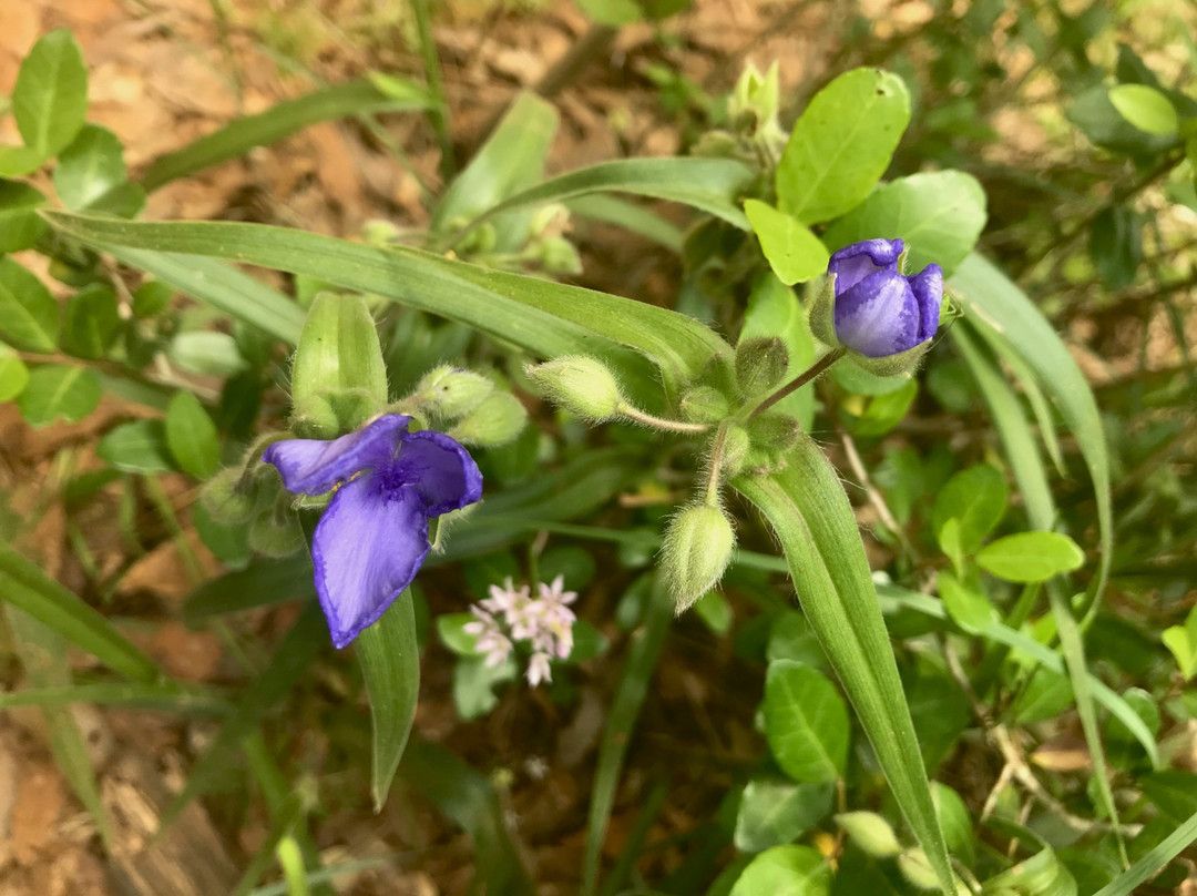 Lick Creek Trail-大学城必去景点