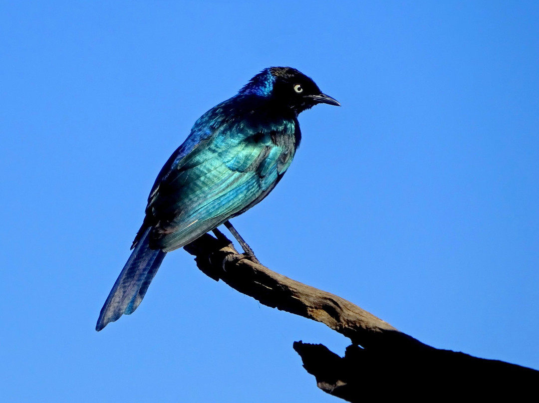 Ekorian's Mugie Camp主图