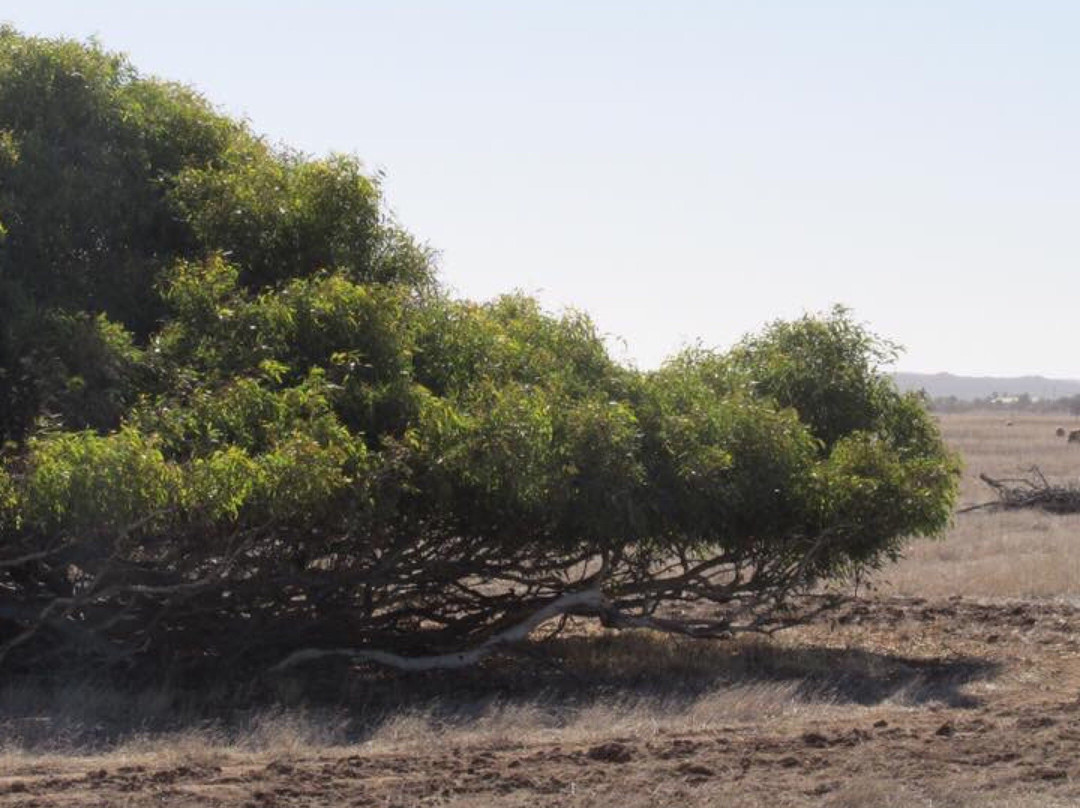 The Leaning Trees-Greenough必去景点