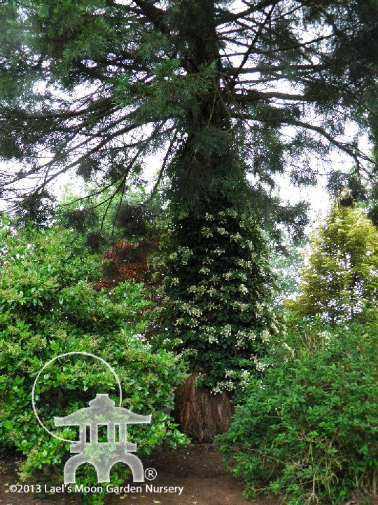 Lael's Moon Garden Nursery-Rochester必去景点