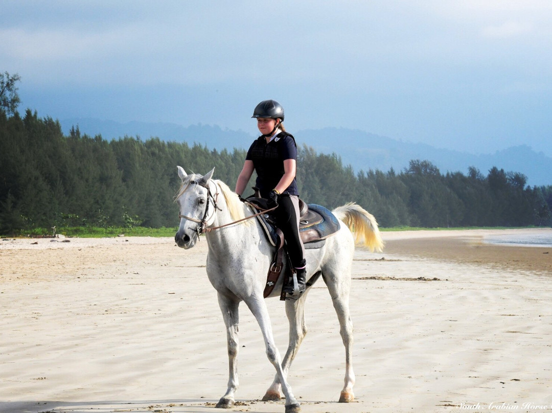 South Arabian Horse Club景点图片