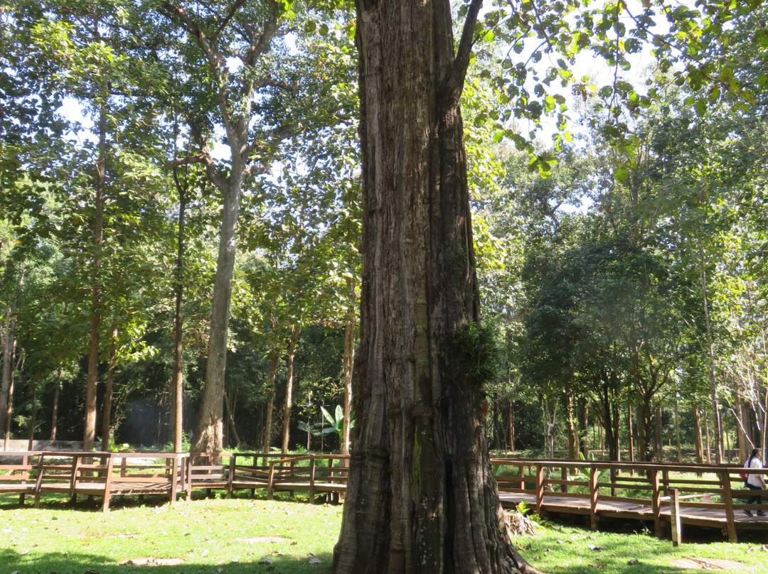 Sak Yai Forest Park-喃博必去景点