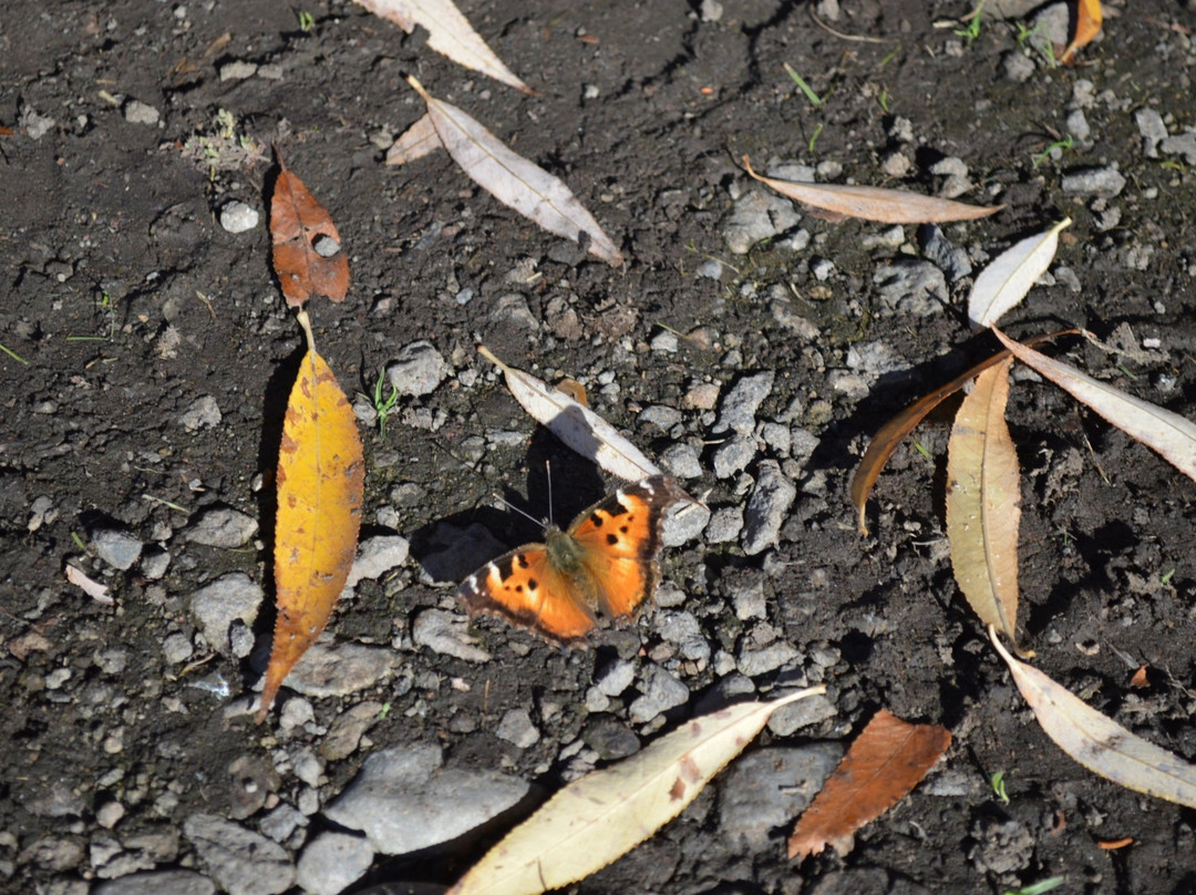 Klamath Fish Hatchery-克拉马斯福尔斯必去景点