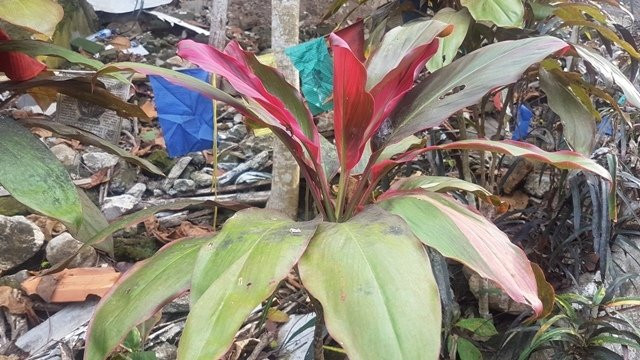 Widarapayung Beach-Cilacap必去景点