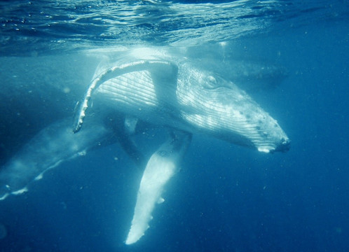 Swimming with Whales at Sandy Beach Resort-Foa Island必去景点