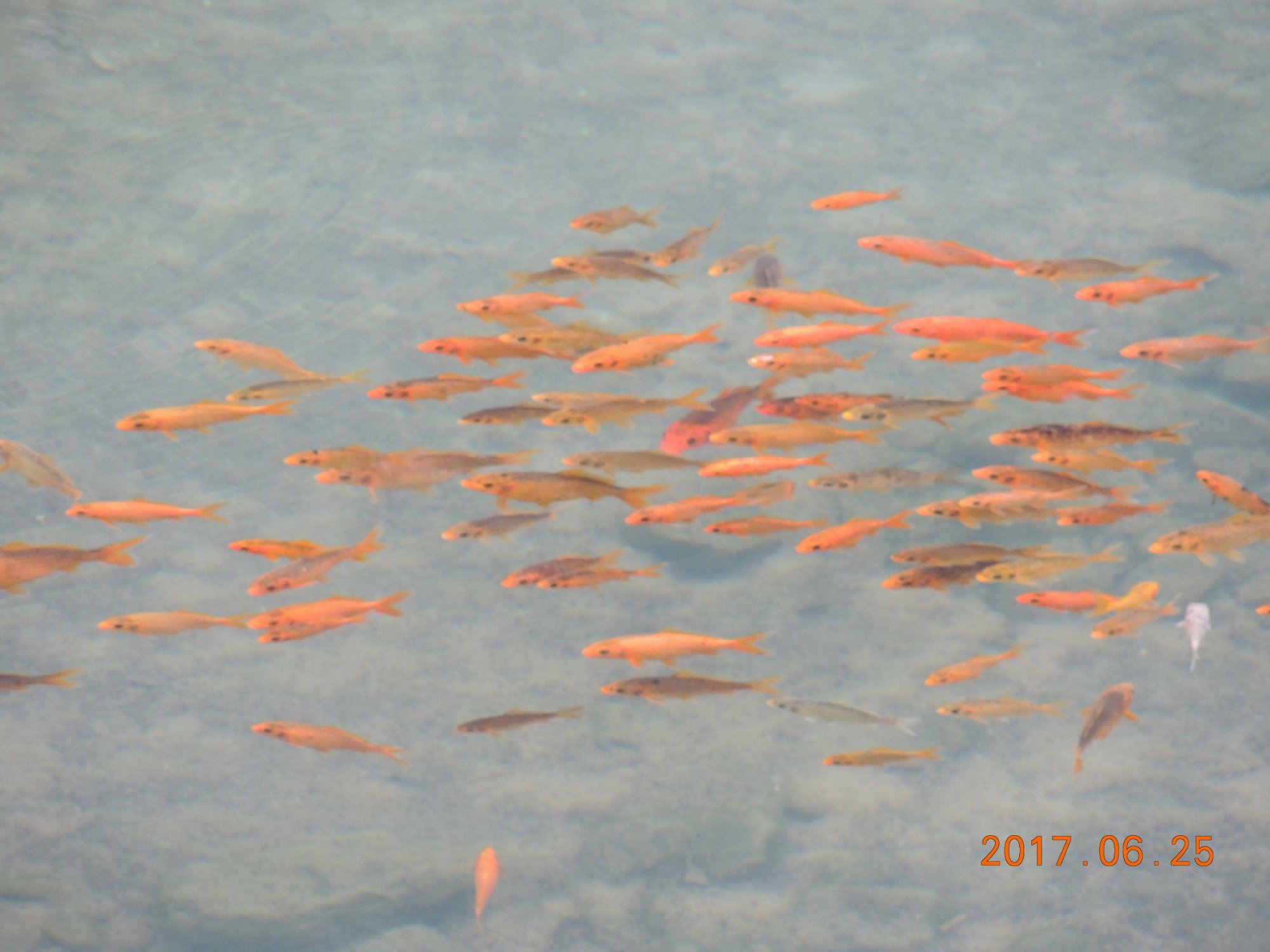 芙蓉宾馆-酒店景观